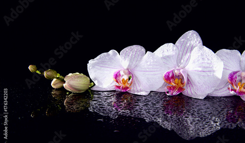 Orchid flowers with water drops and reflection on a black background.
