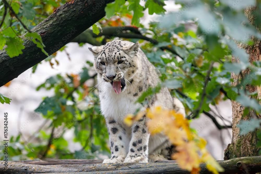 Fototapeta premium beautiful cat snow leopard, (Uncia uncia)