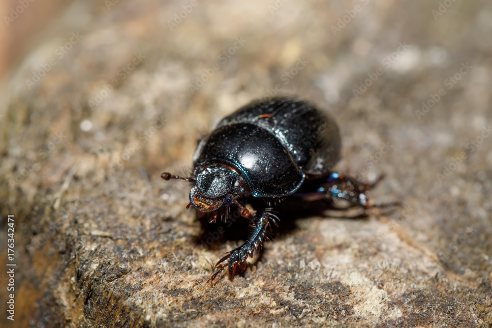 dor beetle at pine forest, macro dor beetle at pine forest, macro