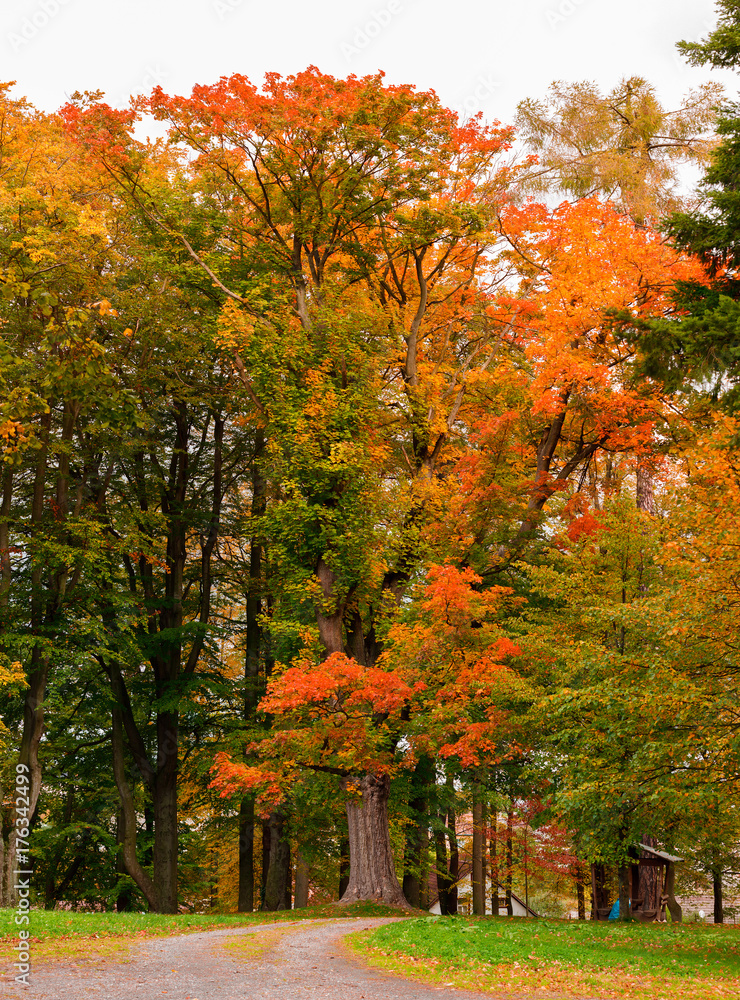 Naklejka premium Autumn in park with yellow and orange leaves