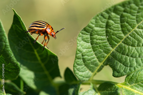 Colorado beetle on potato leaves - selective focus