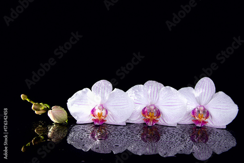 Orchid flowers with water droops and reflection on a black background.