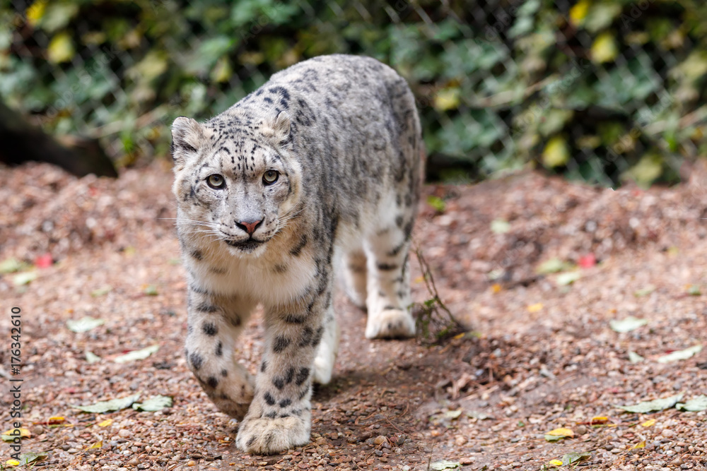 Obraz premium beautiful cat snow leopard, (Uncia uncia)