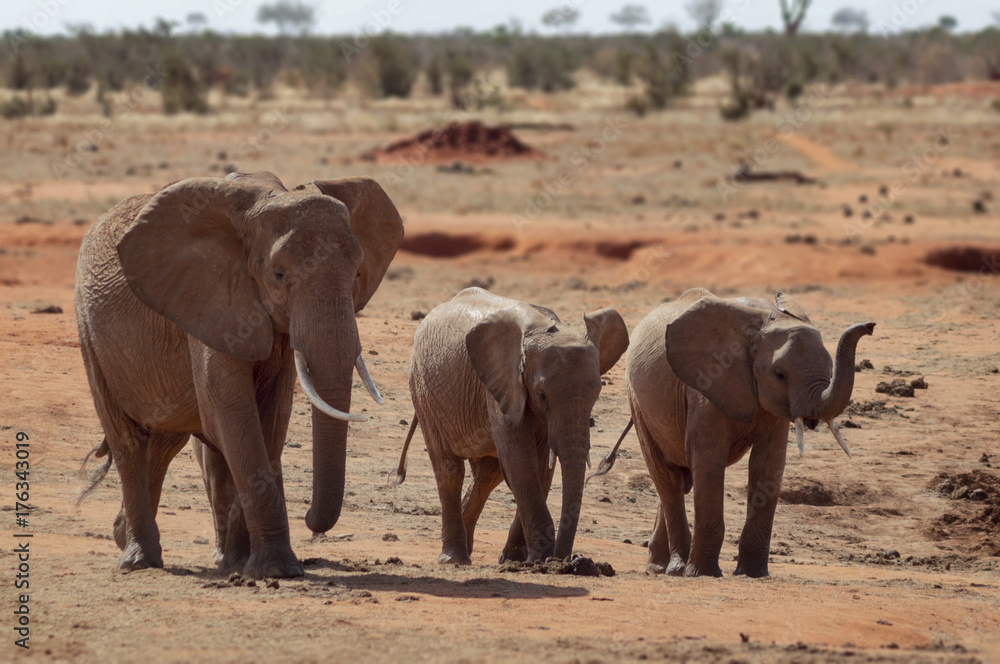 Fototapeta premium Elephant female and two smaller elephants walk in savanna.