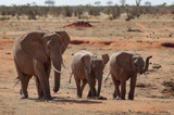 Elephant female and two smaller elephants walk in savanna.