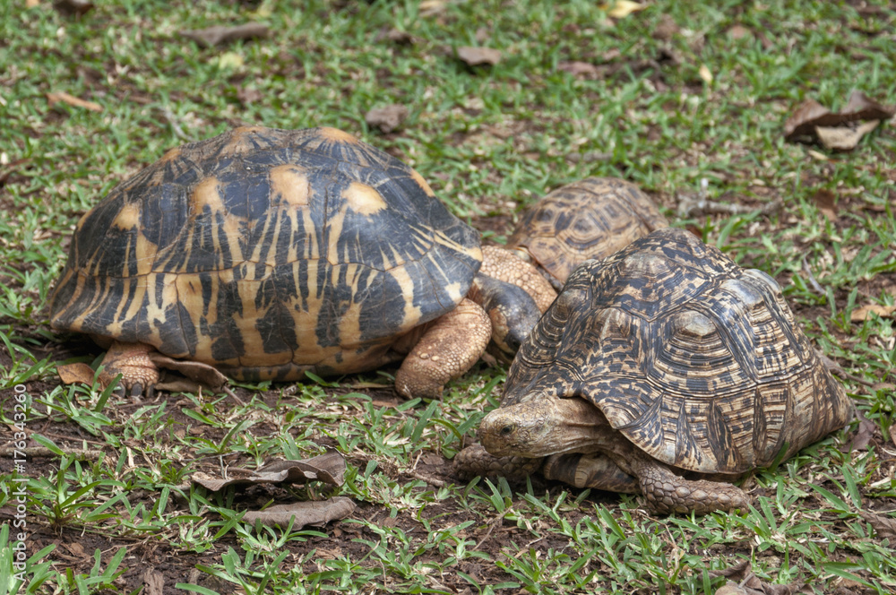 Fototapeta premium Turtle family on the grass.