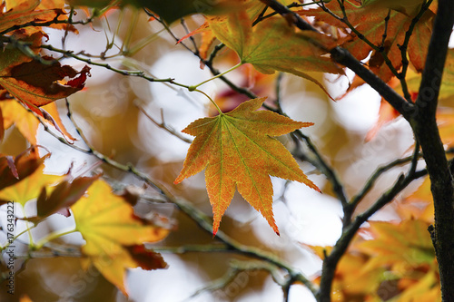 Autumn Leaves © Jackie Davies