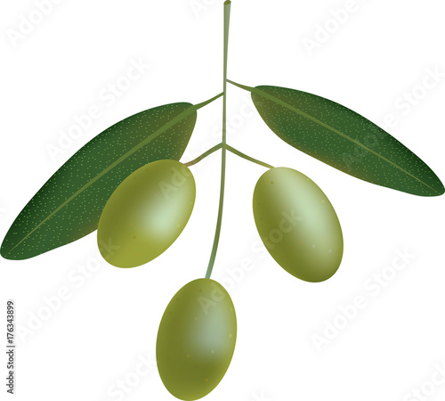Olives on a branch, vector