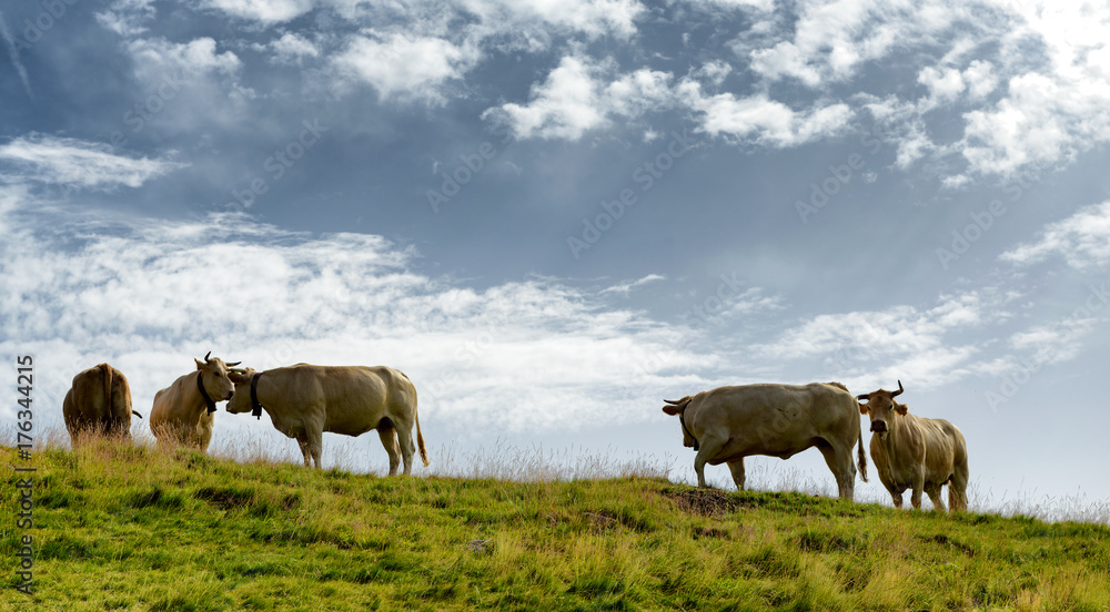 beautiful cows grazing the alpine pastures beautiful cows grazing the alpine pastures