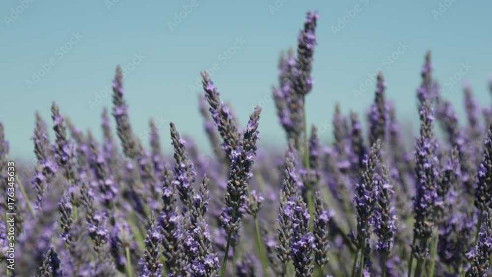 Valensole provenza fiori di lavanda Valensole provenza fiori di lavanda