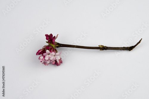 Viburnum x bodnantense 'Dawn' photo