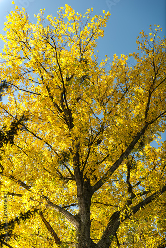 Goldgelbe Blätterpracht am Baum