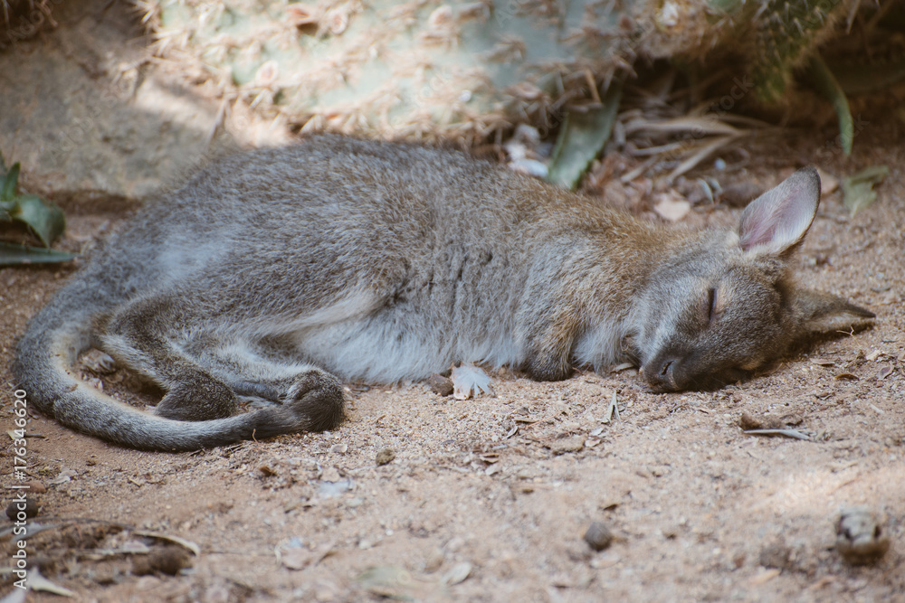 Fototapeta premium Small kangaroo is sleeping in the shade.