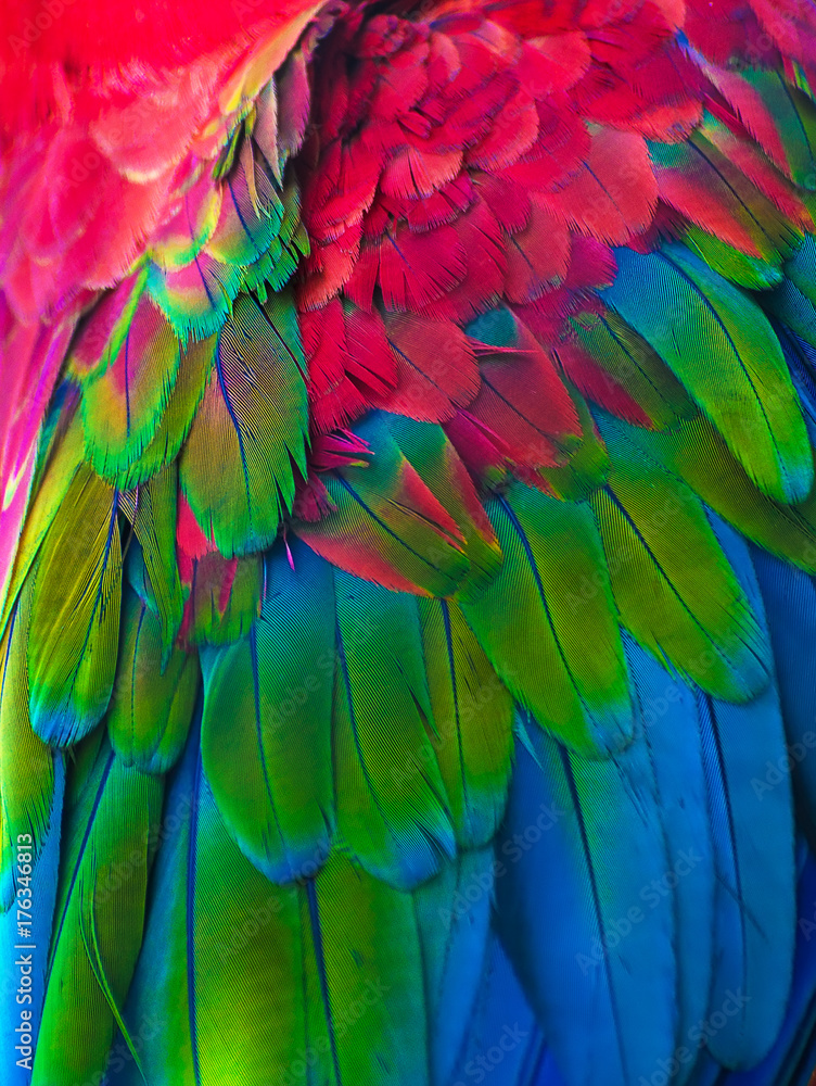 Obraz premium Feathers of colorful Ara parrot.