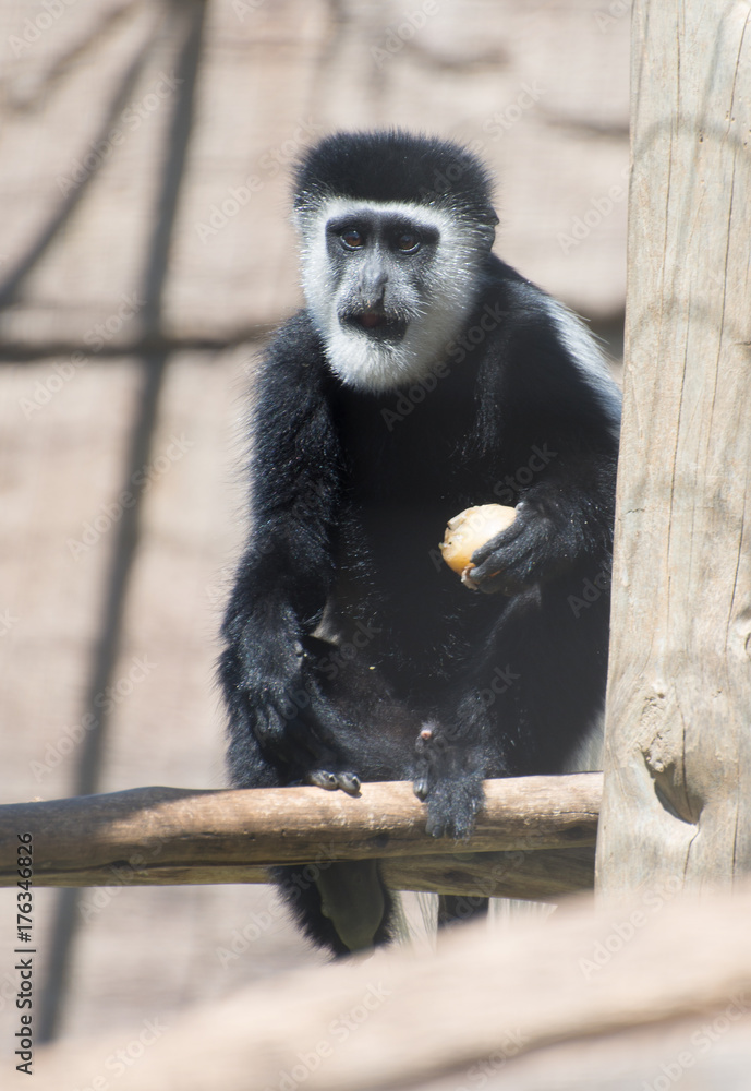 Obraz premium Portrait of Mantled guereza. Colobus guereza.