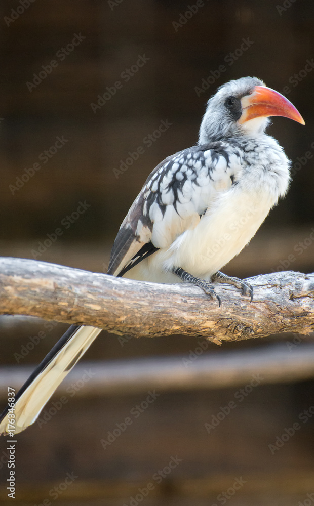 Obraz premium Portrait of Northern red-billed hornbill. Tockus erythrorhynchus.
