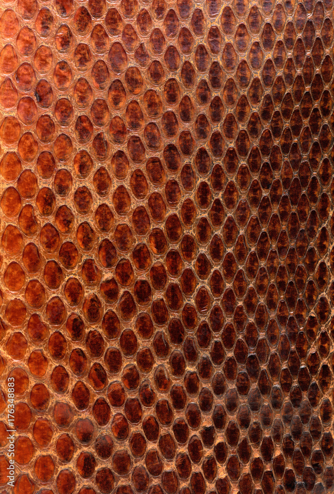red snake skin texture red snake skin texture