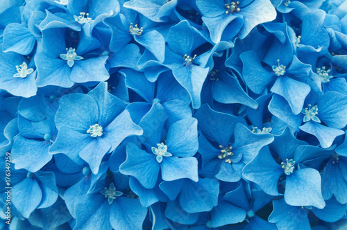 Small blue flowers as a background