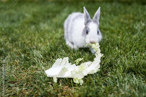 Bebe Lapin Gris Et Blanc Qui Mange De La Salade Stock Photo Adobe Stock Bebe Lapin Gris Et Blanc Qui Mange De La Salade Stock Photo Adobe Stock