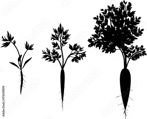 Carrot growth stages. Silhouettes of carrot