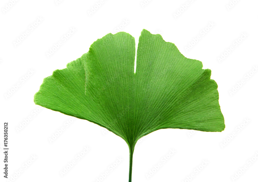 Fototapeta premium green ginkgo biloba isolated on white background