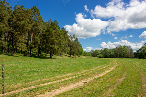 Pine forest on the hillside