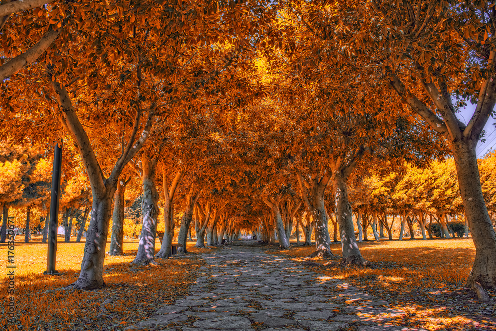 Rocks path under golden trees in a park. Fall landscape