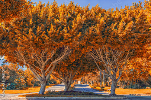 Symmetric trees with golden leaves. Fall landscape