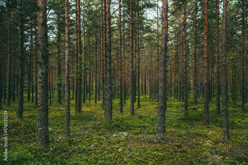 Green infinite forest