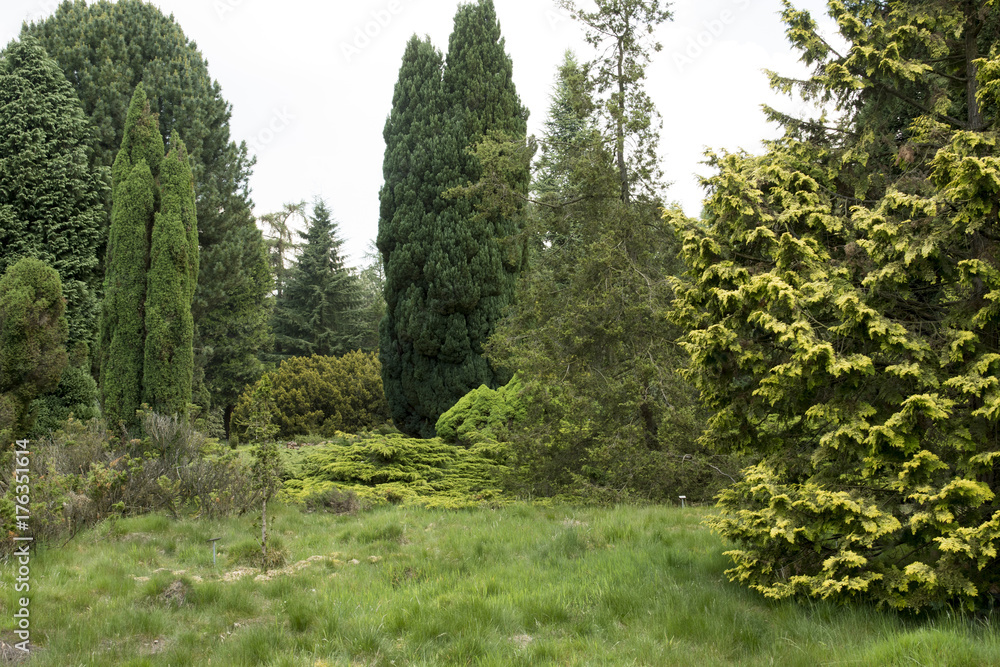Fototapeta premium Pinetum Ter Borgh