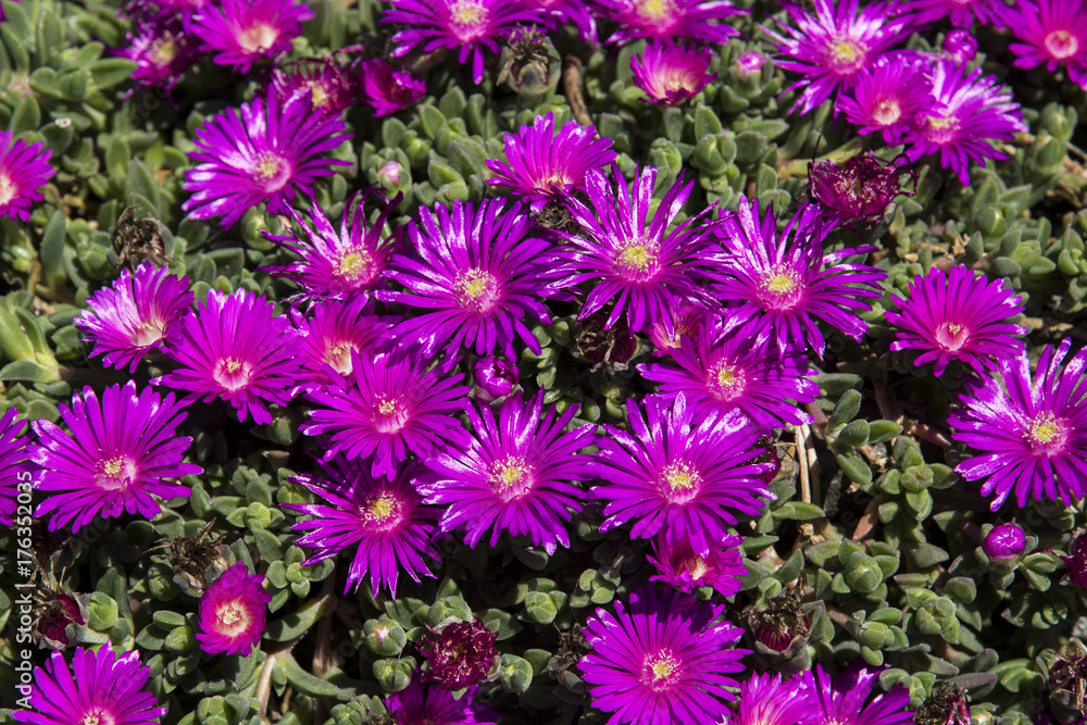 Delospermum 'Sani Pass' Delospermum 'Sani Pass'