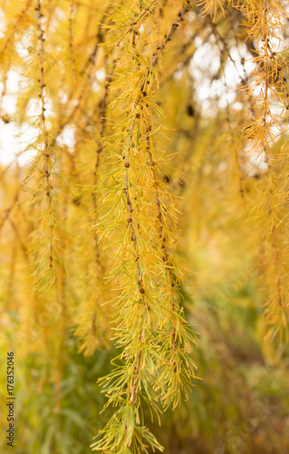 yellow autumn tree © studybos