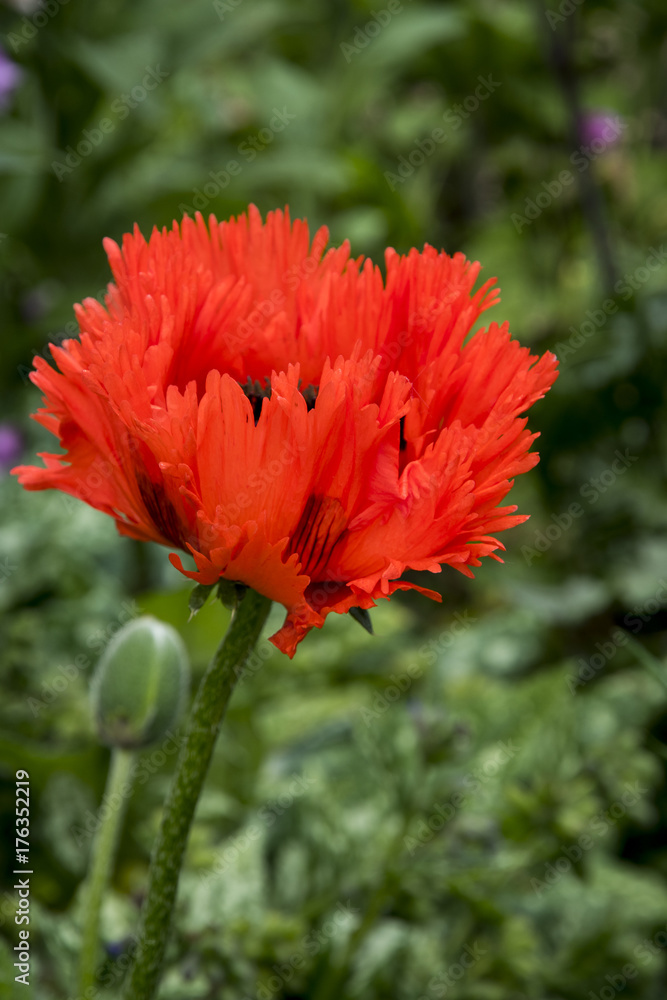 Papaver orientalis 'Turkenlouis' Papaver orientalis 'Turkenlouis'