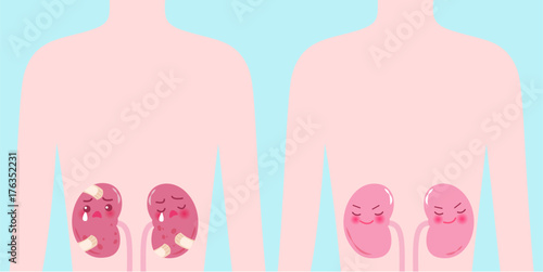 cute cartoon kidney