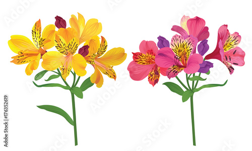 Beautiful pink and yellow alstroemeria lily flowers on white background. Vector set of blooming floral for wedding invitations and greeting card design.  photo