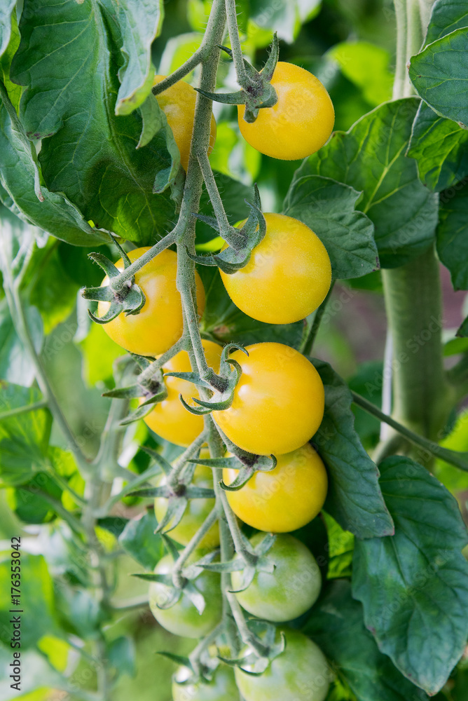 Tomatoes in hobby greenhouse.