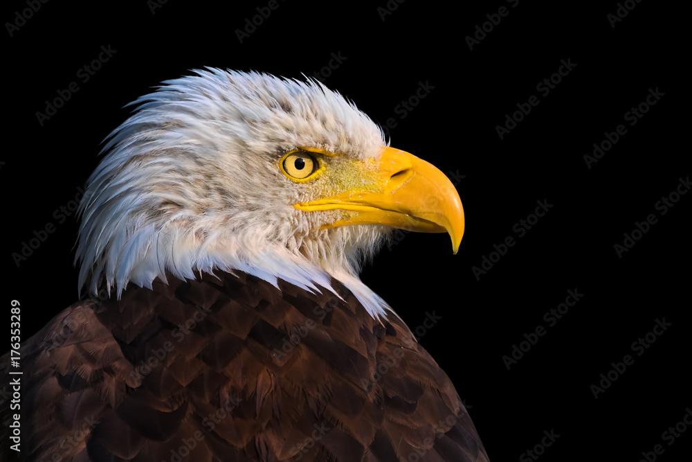 Weisskopfseeadler im Profil Weisskopfseeadler im Profil