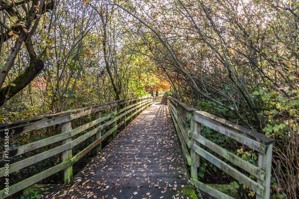bridge path with autumn leaves