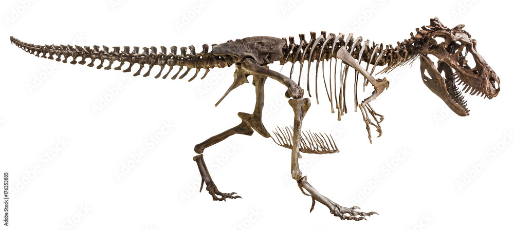 Naklejka premium Szkielet Tyrannosaurus Rex na tle odizolowane