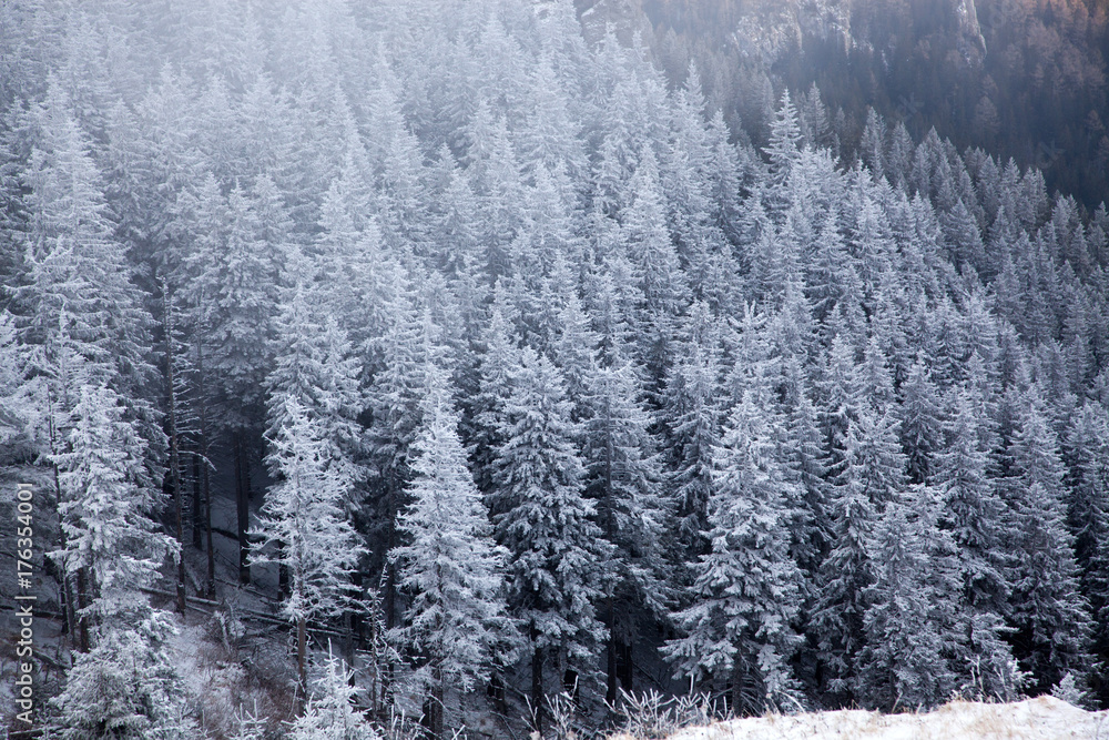 custom made wallpaper toronto digitalwinter landscape with snowy fir trees in the mountains