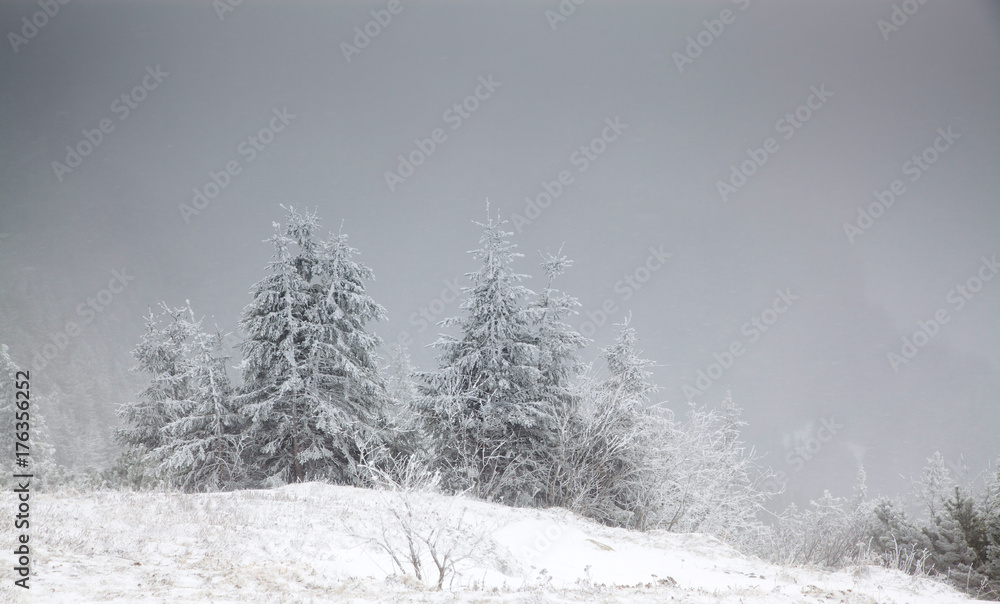Fototapeta premium winter landscape with snowy fir trees in the mountains