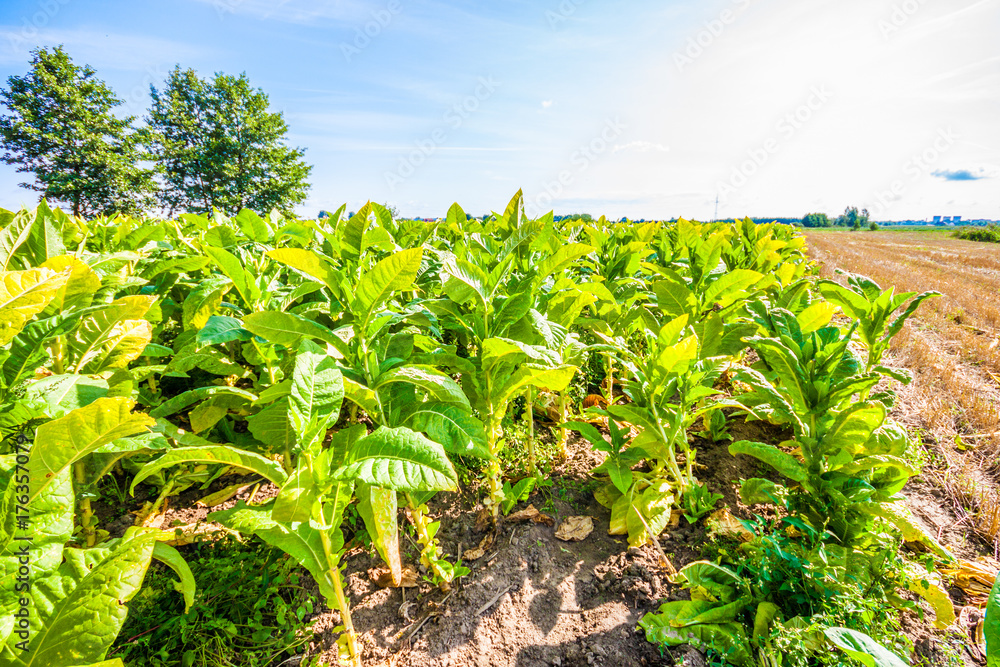 Tobacco big leaf crops growing in tobacco plantation field Tobacco big leaf crops growing in tobacco plantation field