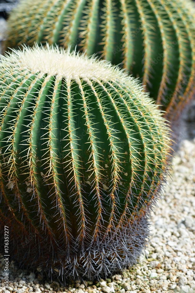cactus cactus