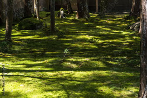 Stunning moss garden of Saiho-ji Temple, Kyoto, Japan photo