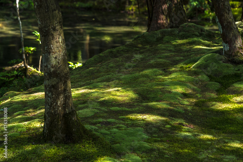 Stunning moss garden of Saiho-ji Temple  Kyoto  Japan