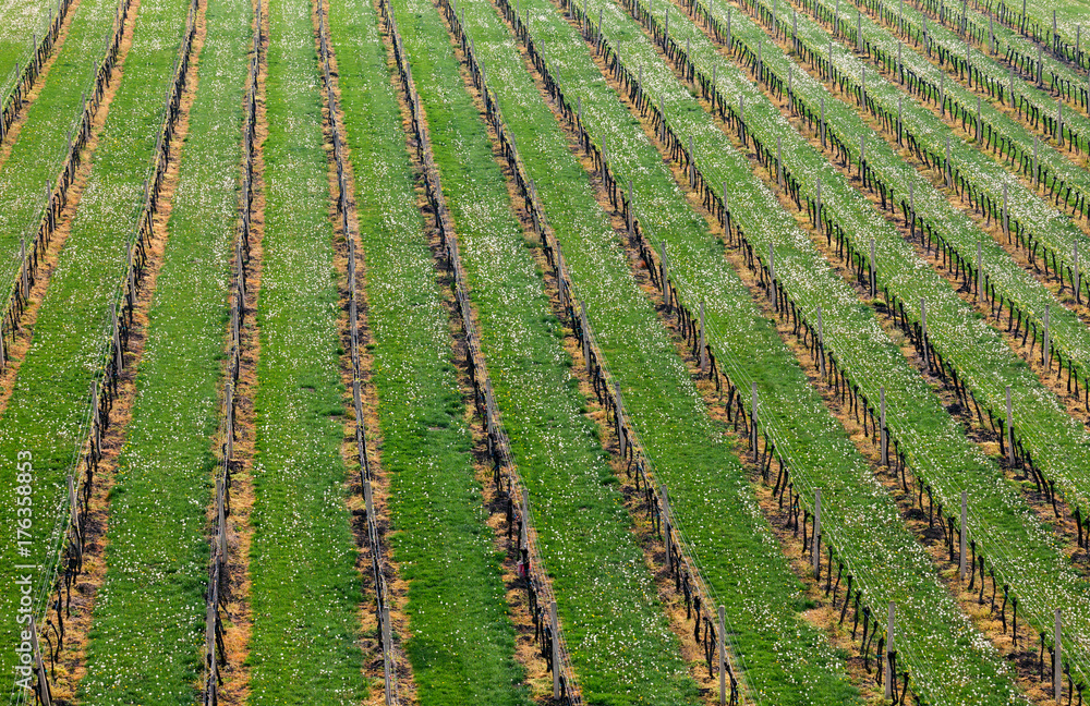 Rows of young vineyard Grape Vines. Spring landscape with bushes vineyards. Grape vineyards of South Moravia in Czech Republic.