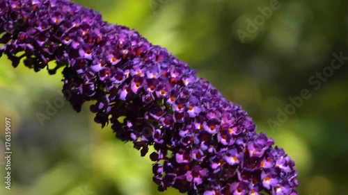 Close detail of individual flowers in the 