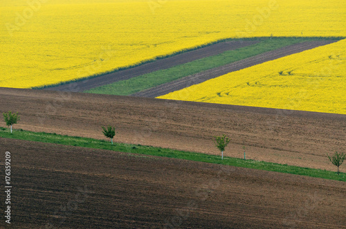 Sunny Spring farmland on hills of South Moravia. Czech green and yellow spring fields. Rural agriculture scene