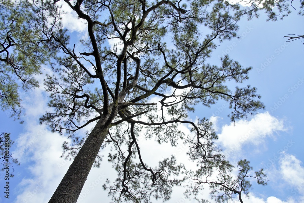 A beuatiful pine tree stands alone in the forest with a clear blue sky A beuatiful pine tree stands alone in the forest with a clear blue sky