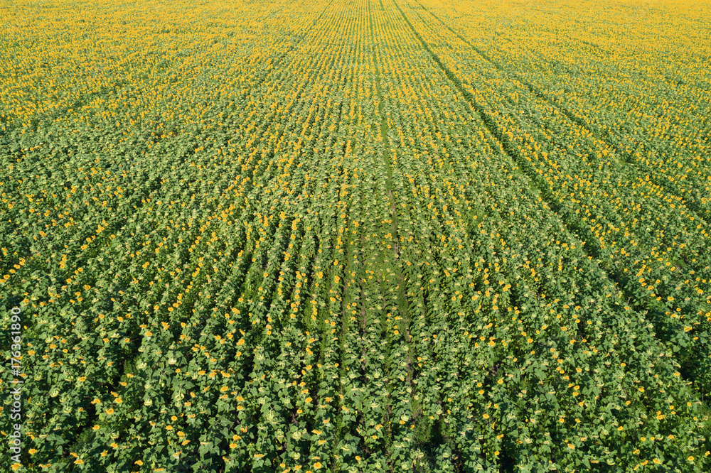Aerial drone view of the sunflower field in perspective Aerial drone view of the sunflower field in perspective